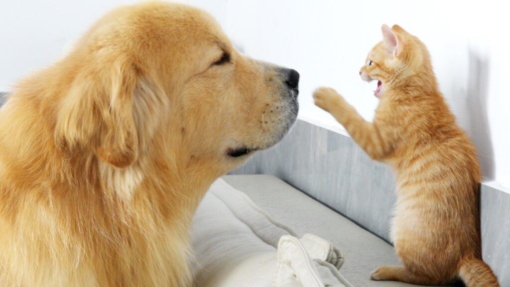 An orange kitten stands on its back legs and confronts a golden retriever dog opposite.