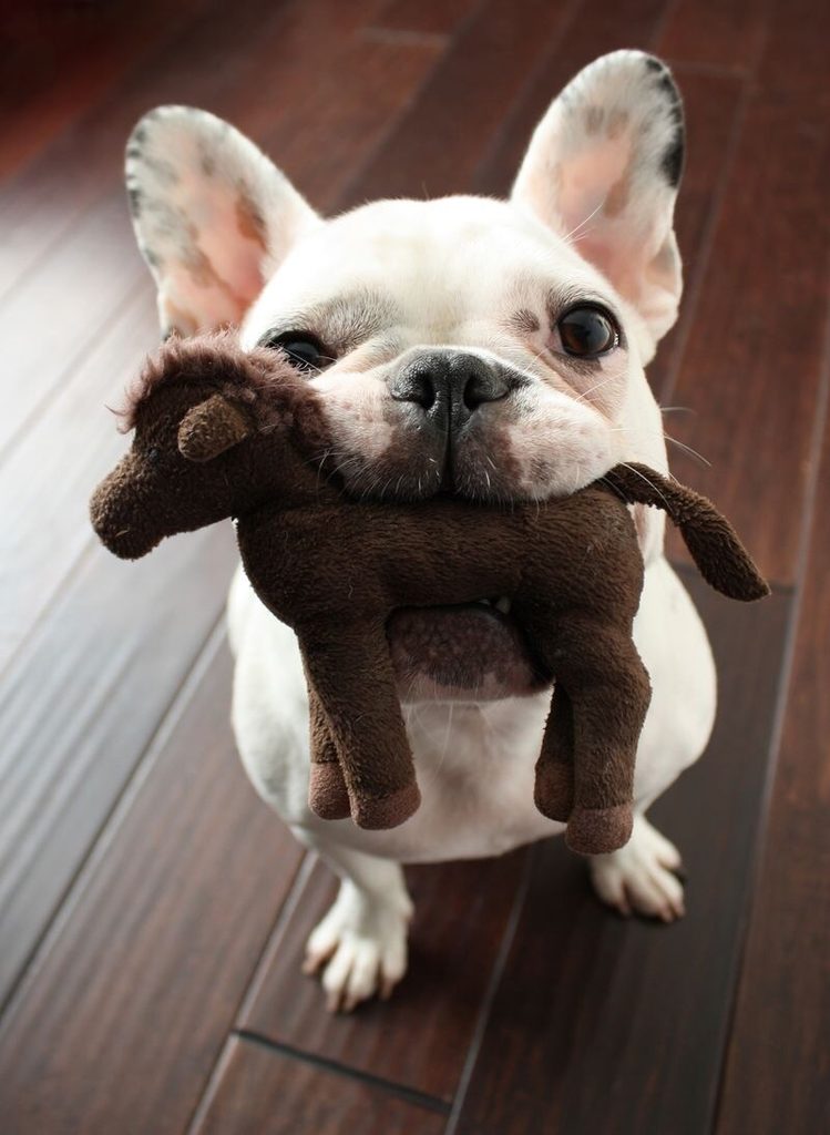 A French bulldog with white fur proudly holds a small brown stuffed horse in her mouth.