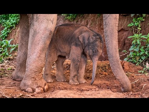 a baby elephant stands underneath its mother. The baby's eyes are closed.