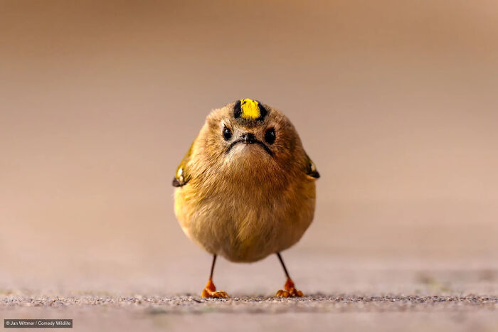 Photo of a small yellow bird with a bright yellow stripe on its head.