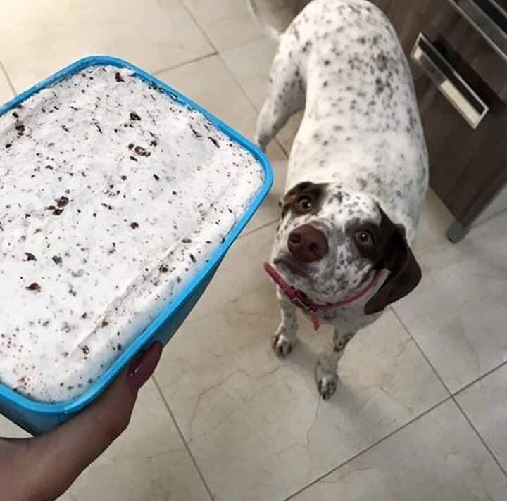 a dog with white fur and black spots looks at a cake in a tray with frosting that matches its pattern exactly.