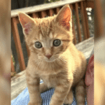 A first-class adoption story.
