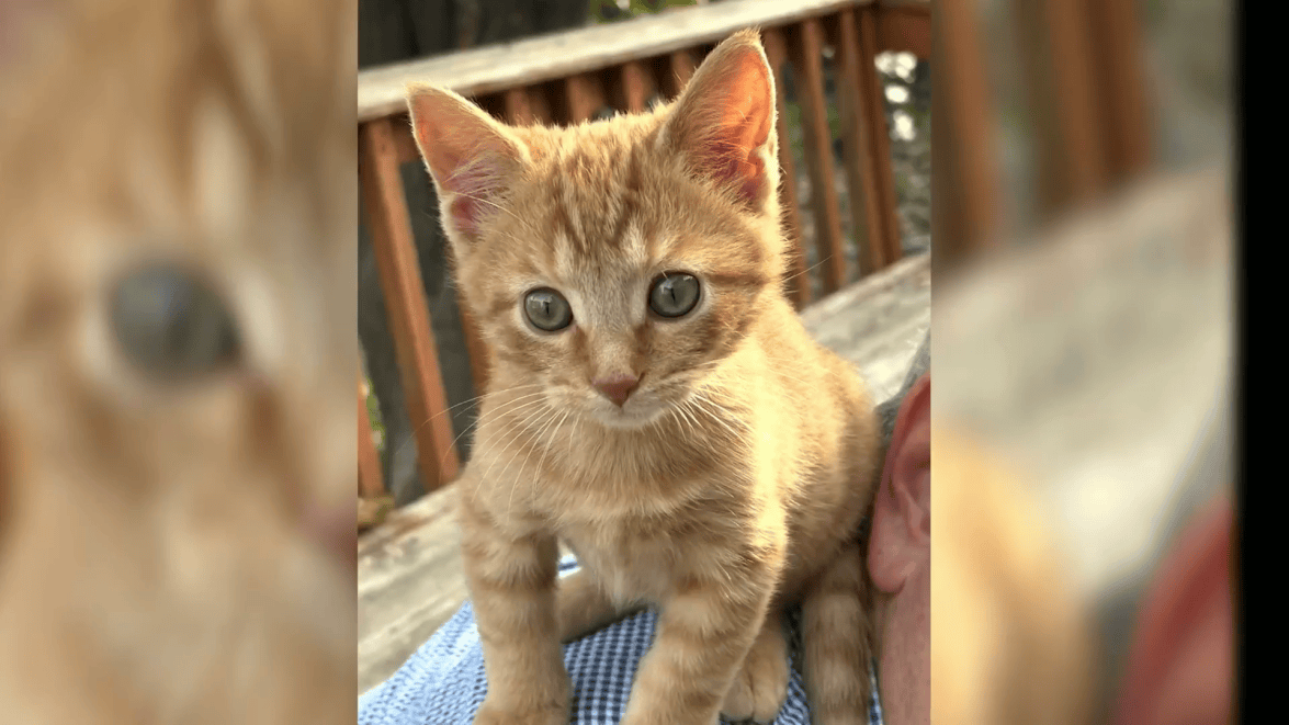 A kitten