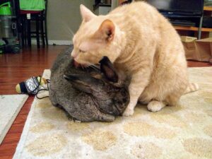 photo of a cat licking the head of a rabbit