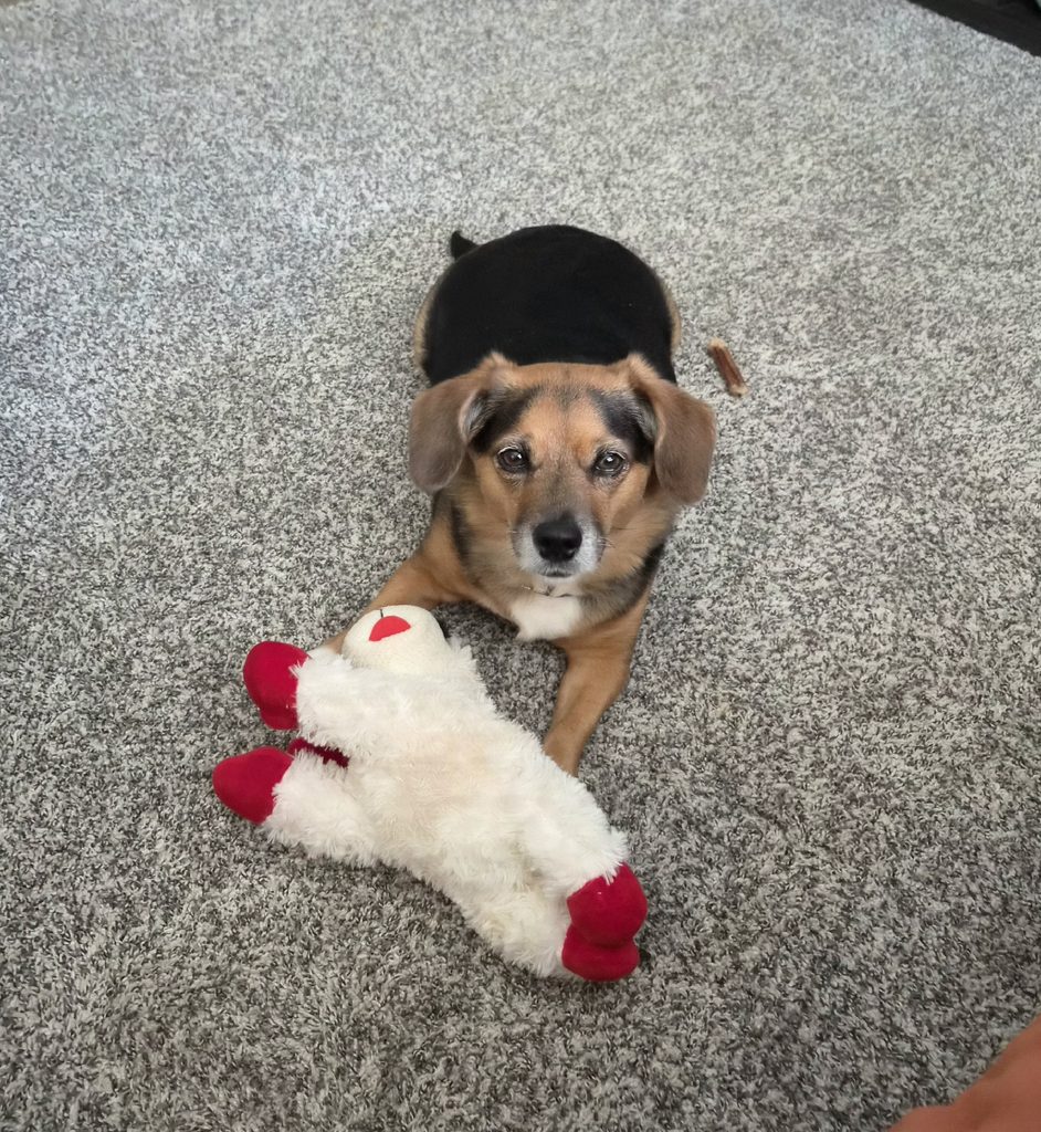 A dog lies on the floor and looks up at you. A stuffed toy lies in front of the dog. 