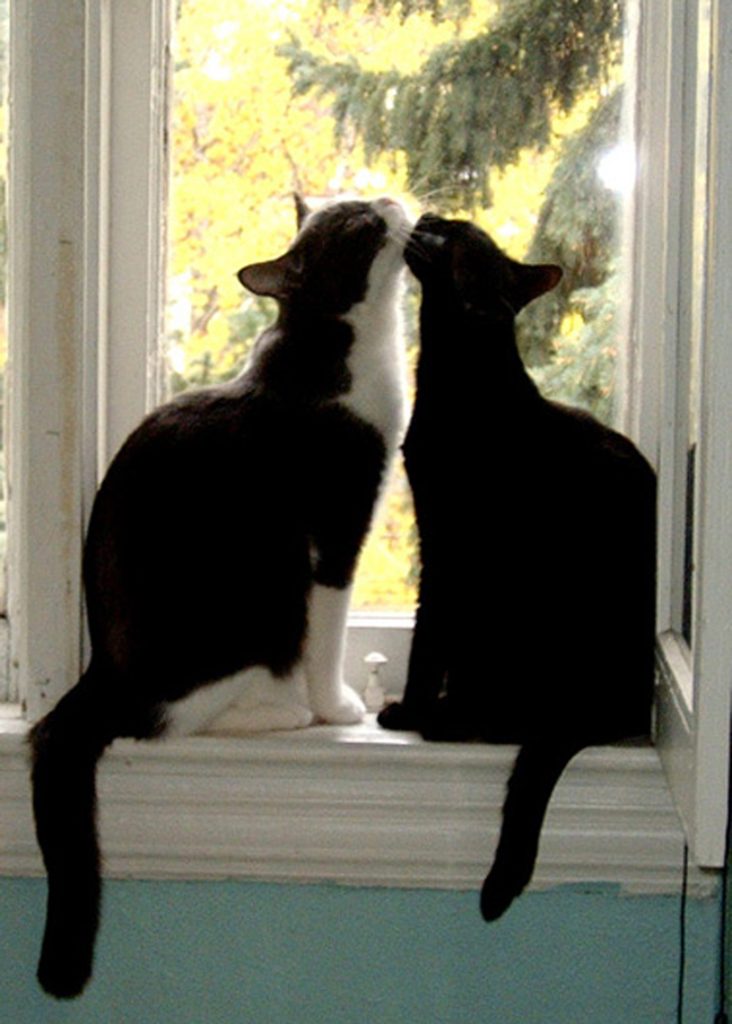 Two cats sit on a windowsill and lift their heads, touching their chins together. 