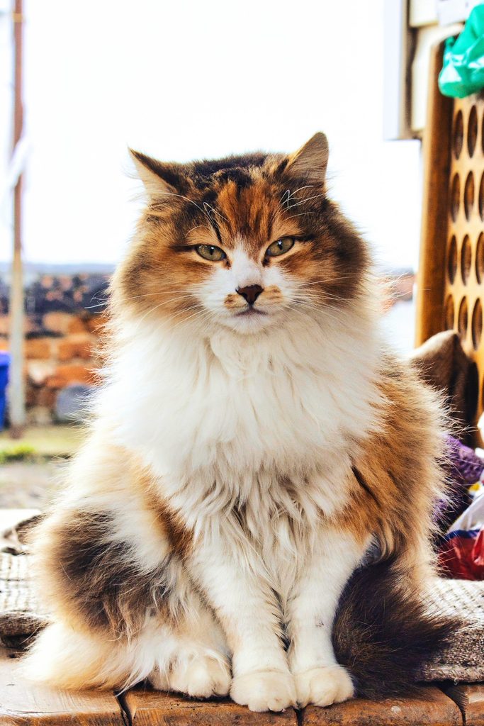 A cat with fluffy fur sits on its back legs and looks attentively in your direction. 