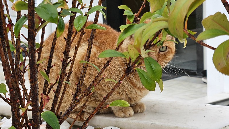 an orange cat hides behind a plant with thin branches and sparse leaves