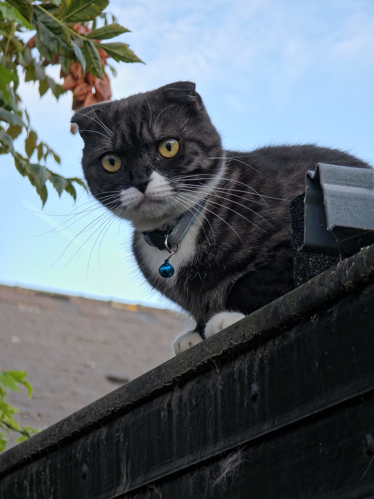 A cat sits on the edge of a rooftop and looks down with an expression of disgust. 