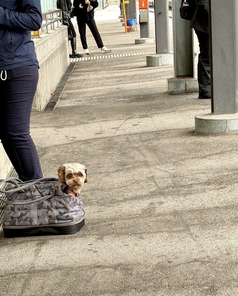 A small dog pokes its head out of a handbag. a woman stands nearby.