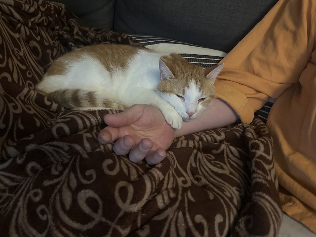 A cat rests its head across a man's wrist.