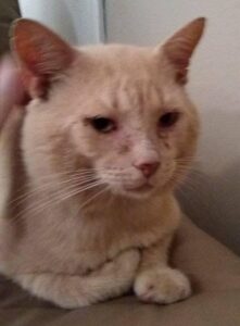Photo of a cat with very thick cheek pouches