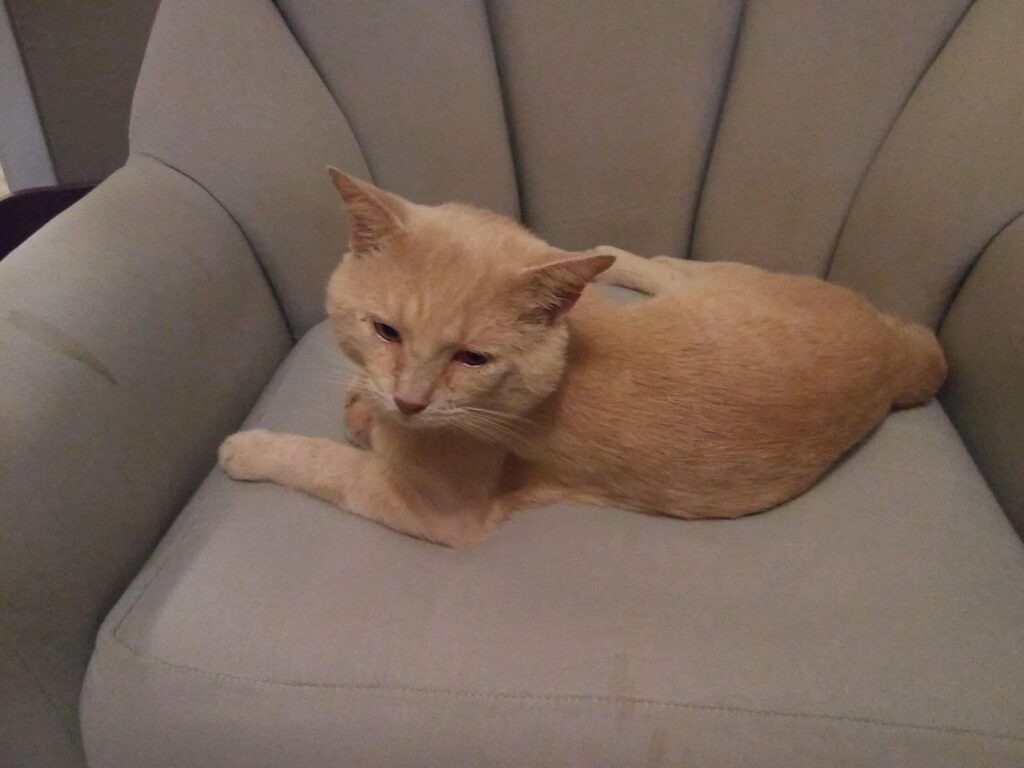 a cat lies on an armchair and looks sleepily back
