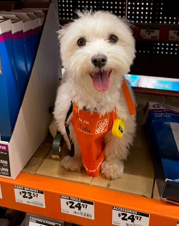 A dog sits on a shelf at Home Depot, wearing a Home Depot apron