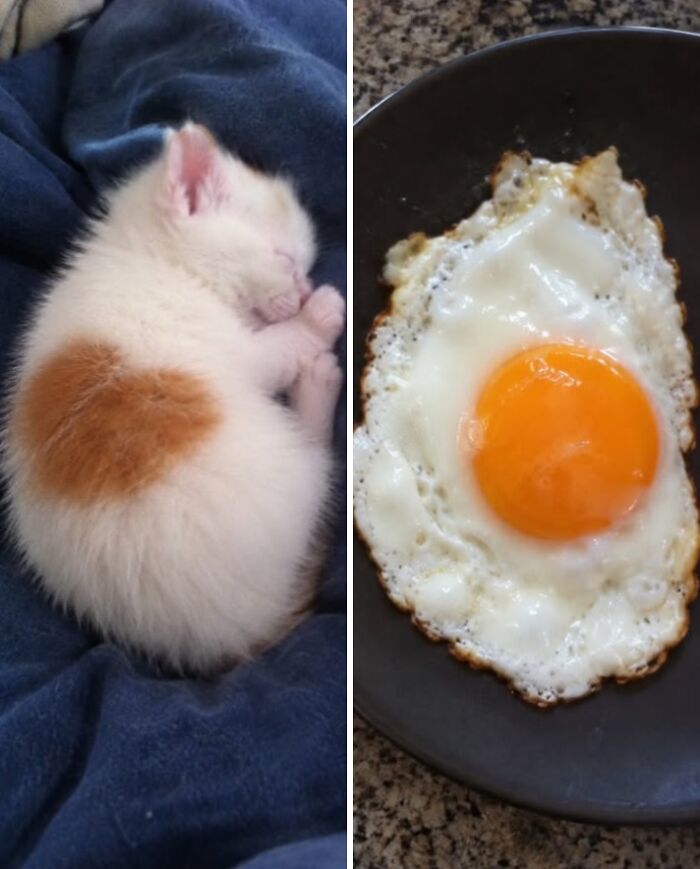 Two photos. On the left, a sleeping kitten with white fur and a yellow patch on its side. On the right, a fried egg looking nearly identical to the kitten. 
