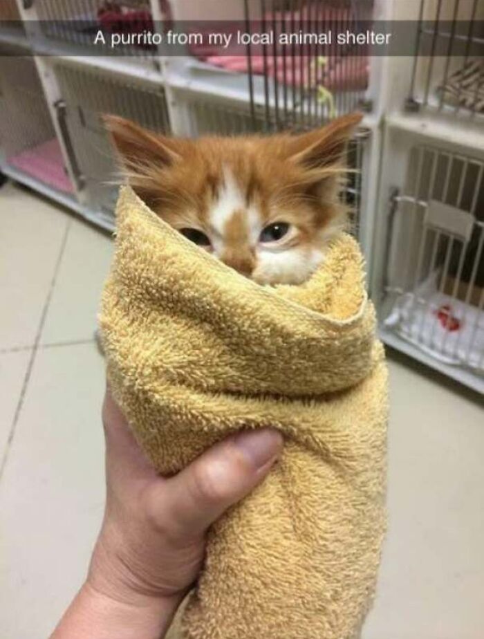 A kitten wrapped in a towel so that only the top half of its head appears