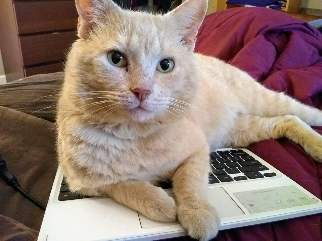 A cat reclines on the keyboard of a laptop computer and looks at you. 