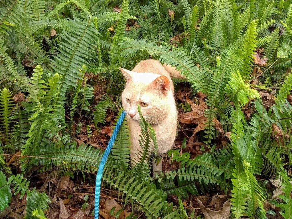 A cat walks outdoors among ferns, wearing a leash.