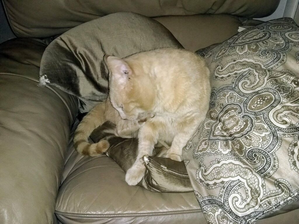 A cat curls up on some cushions on a sofa.