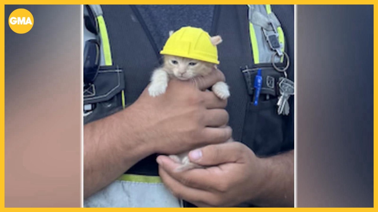 A small kitten being held by human hands is wearing a yellow hard hat
