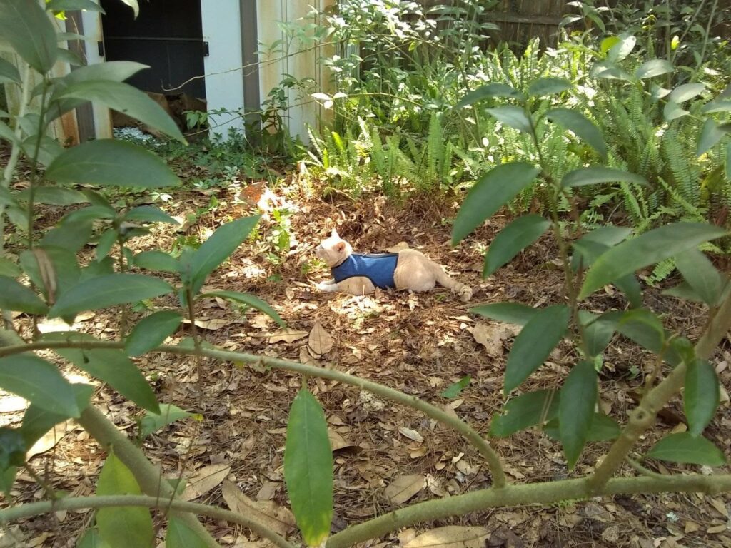 A cat wearing a blue vest lies in a backyard, surrounded by ferns and other plants.