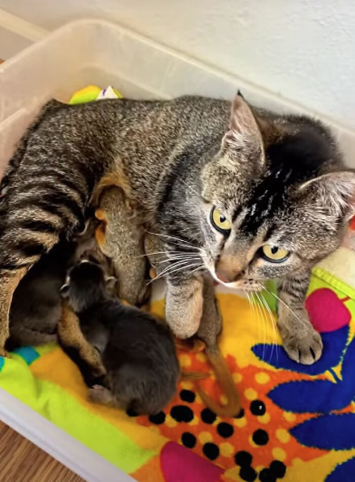 A mama cat nursing kittens and squirrel babies.