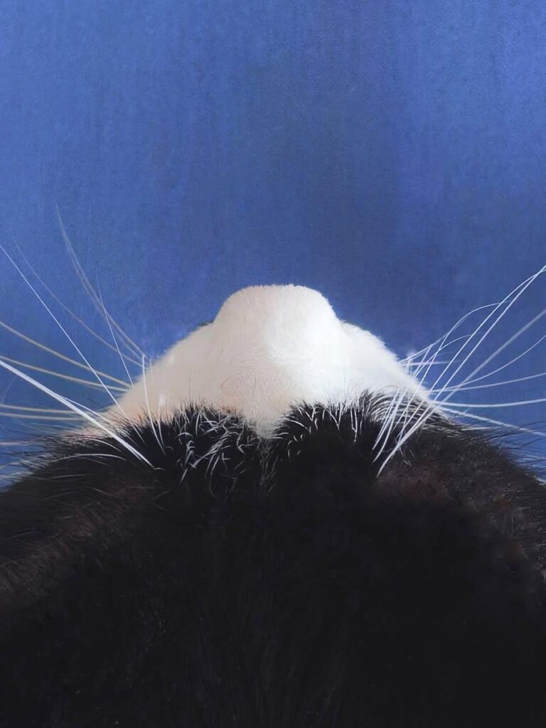 the underside of a cat's chin. The cat's white facial fur looks like the snowy peak of a mountain.
