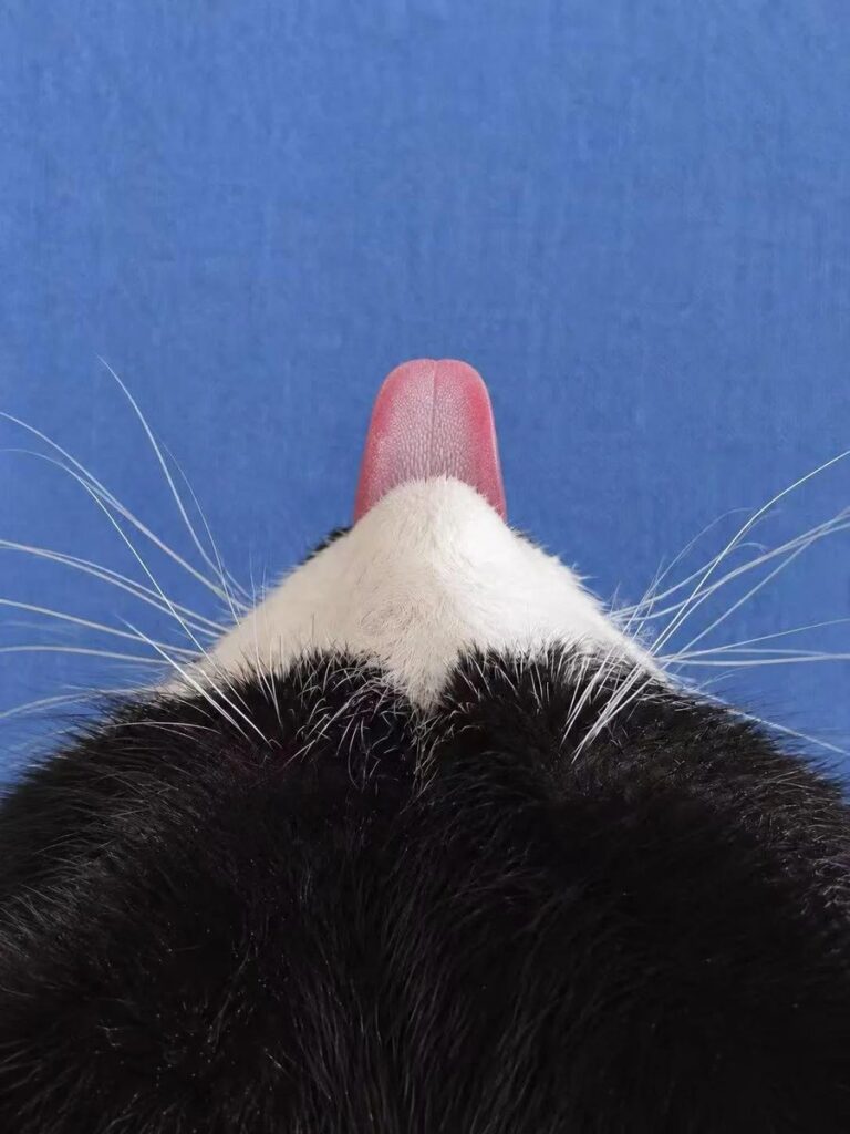 the underside of a cat's chin. The cat's white facial fur looks like the snowy peak of a mountain. The cat's tongue sticks out like a plume from a volcano.