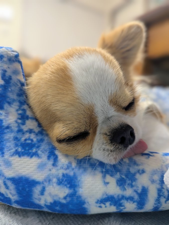 Poor thing gets cooped up in there. Close-up of the face of a sleeping Chihuahua dog with its tongue poking out