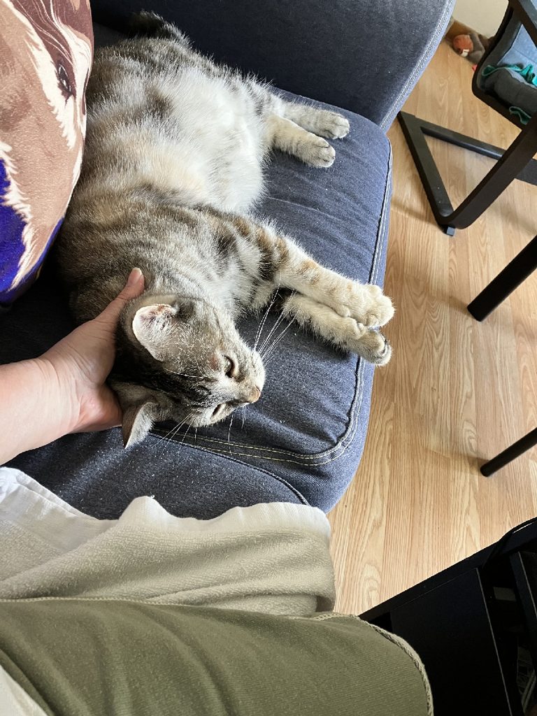 A cat lies on its side on a sofa and rests it's head in a human hand.