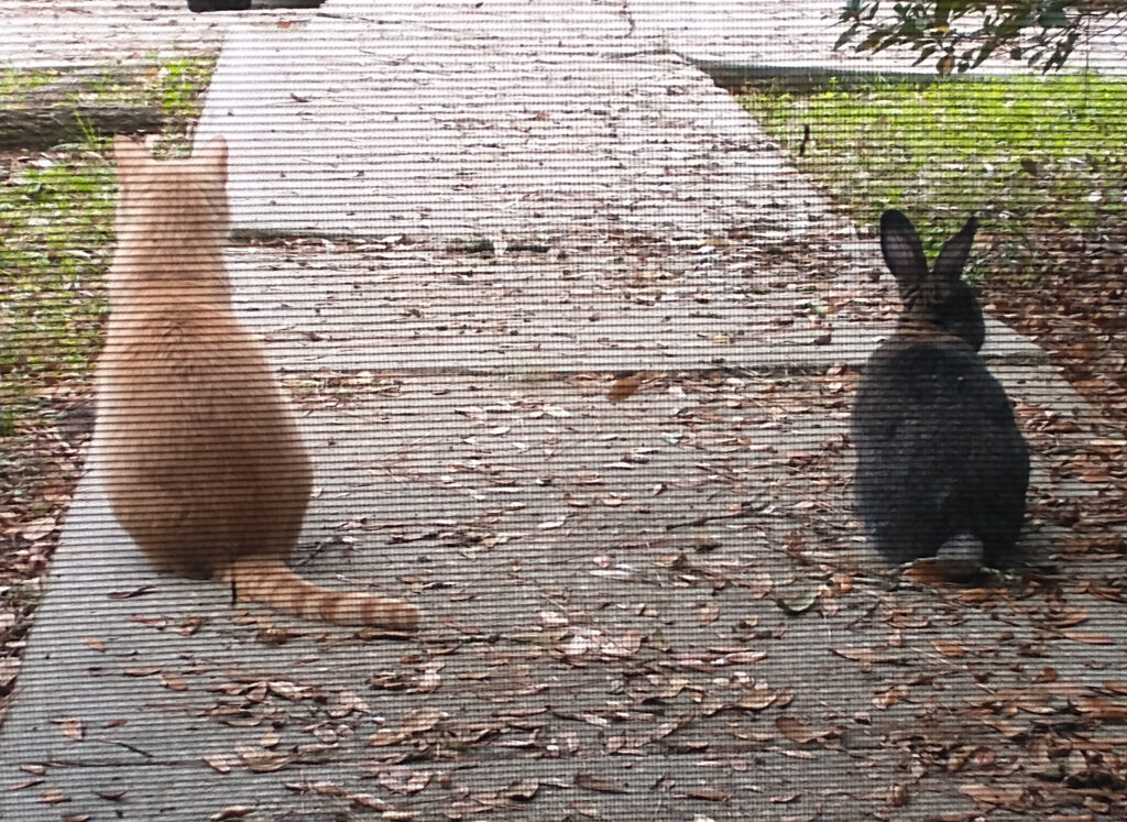 A cat and a rabbit sit next to each other on a sidewalk. We are behind them, looking at them through a mesh screen.
