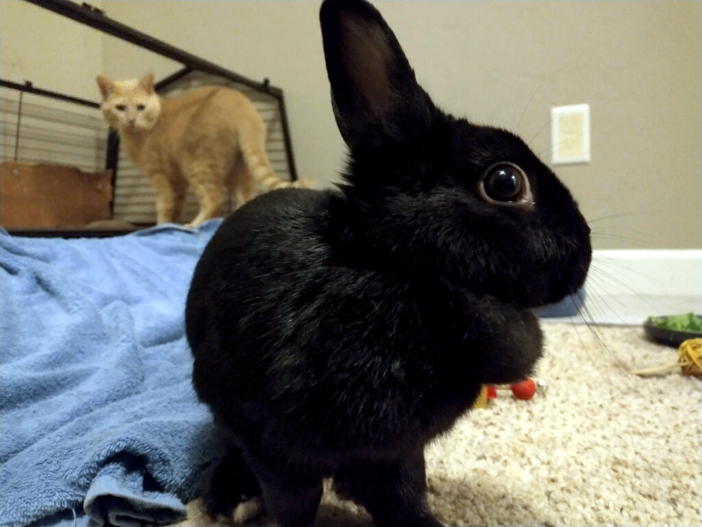 A small black rabbit stands near you. Behind her a cat stands in the rabbit's enclosure looking down at her.