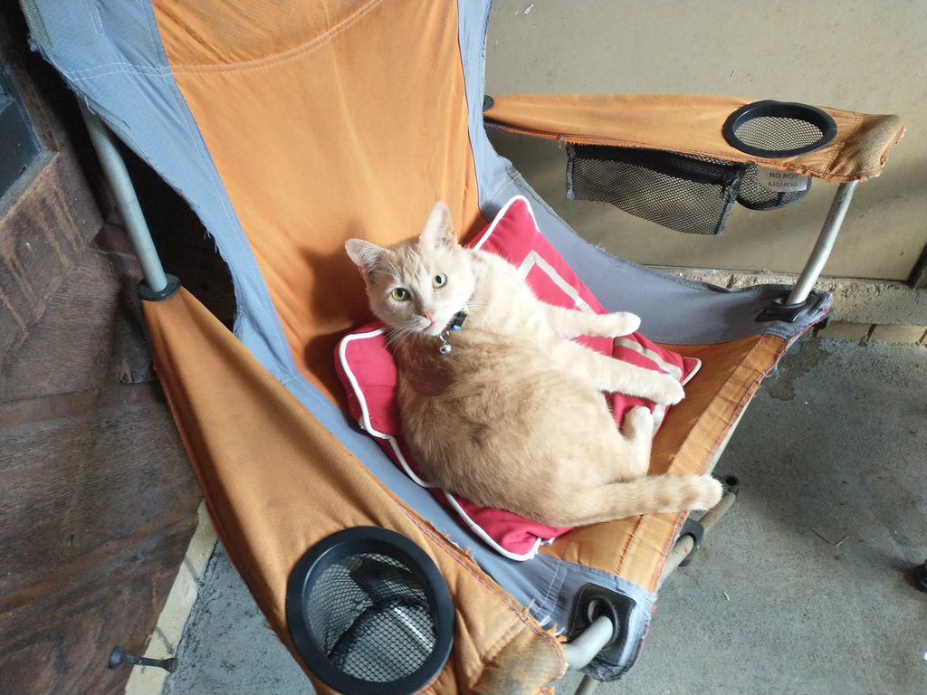 a cat rests on a pillow in a camping chair and looks up at you.