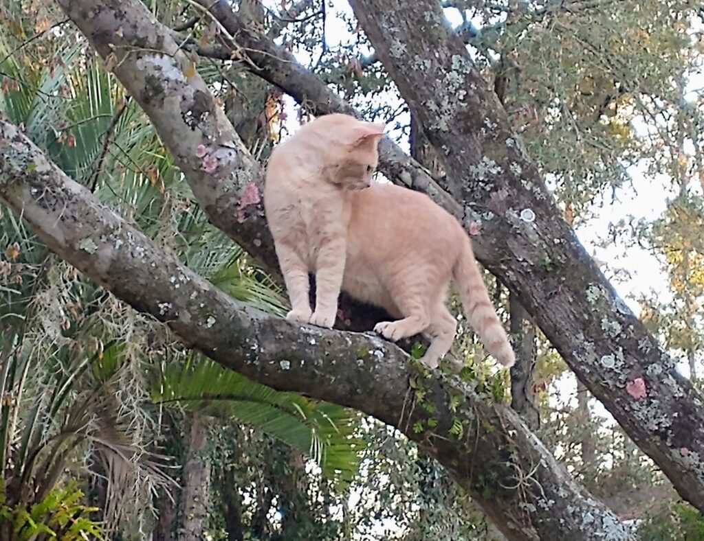 a cat with light cream colored fur stands on a tree branch and looks over his shoulder
