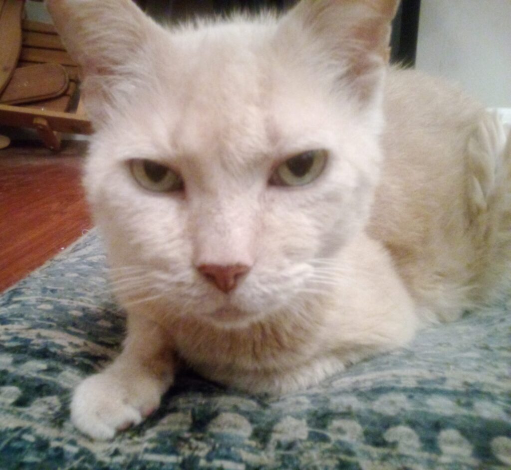 Photo of a cat resting on a cushion and looking at you.