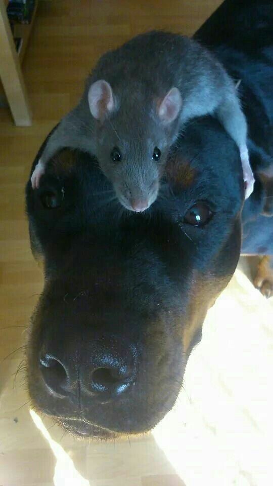 A rat lays on top of the head of a large dog