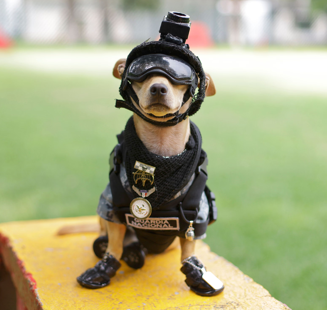 a small dog wears a black police vest, helmet and goggles.