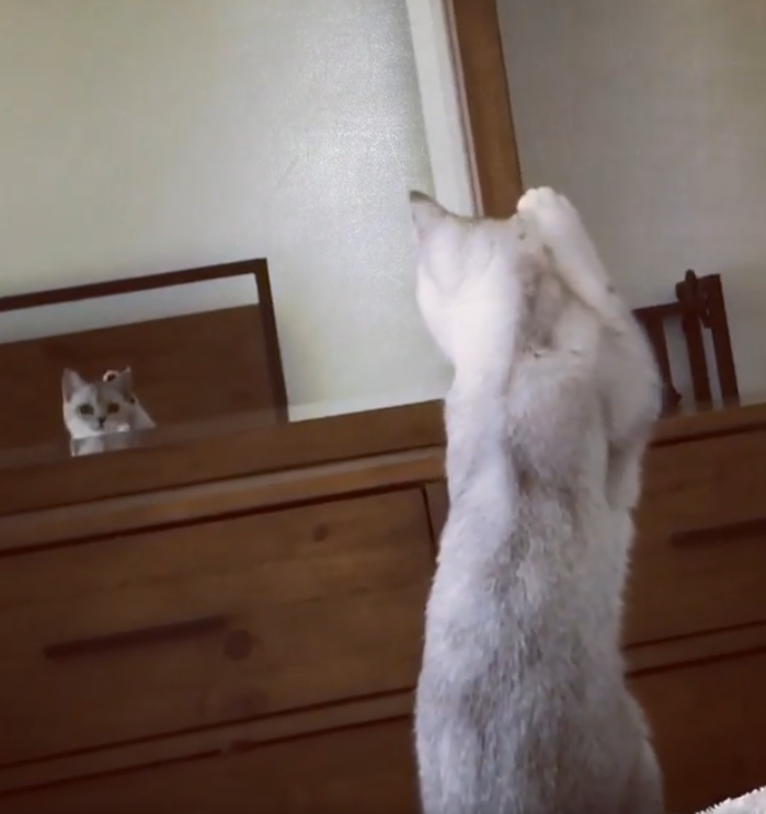 a cat looks at itself in a mirror and touches its ear with its paw.