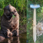 Next, a sign warning about beavers destroying beaver warning signs will be destroyed by beavers.