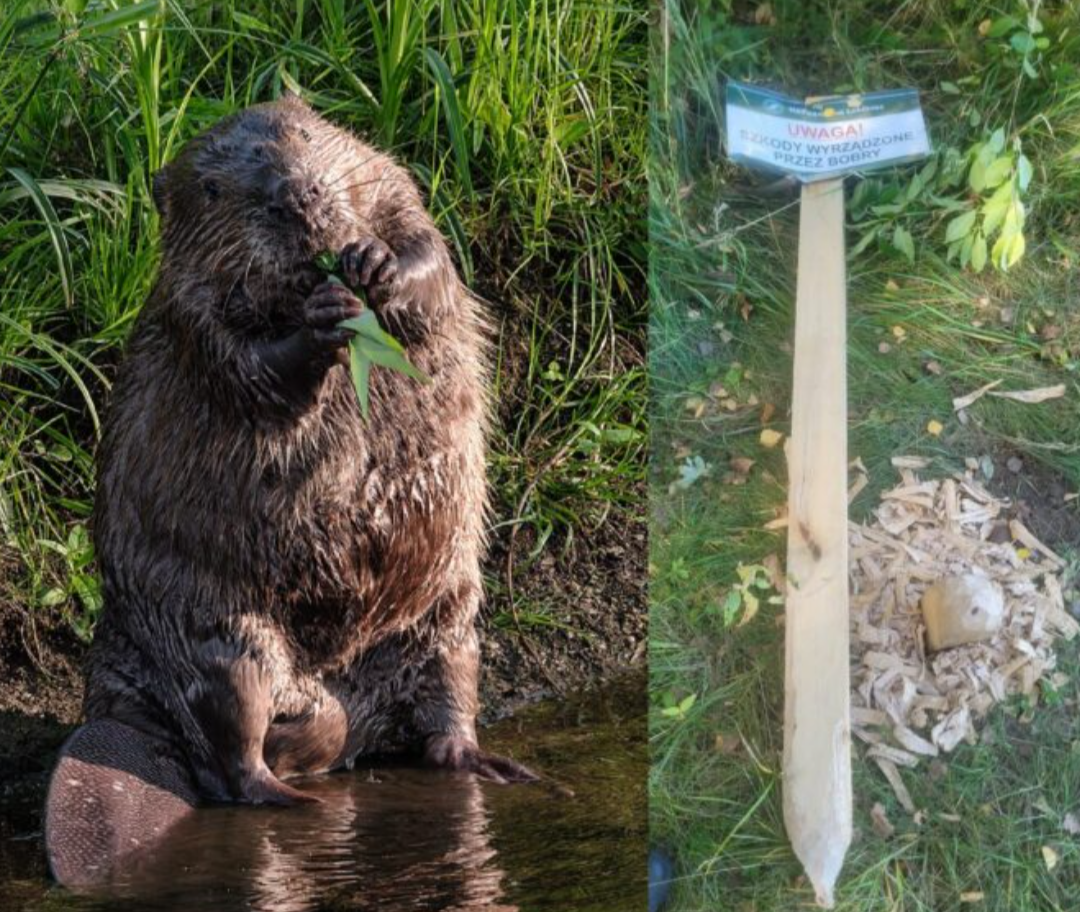 Two side by side photos. Left, a beaver; right, a sign on a long wooden pole chewed by a beaver