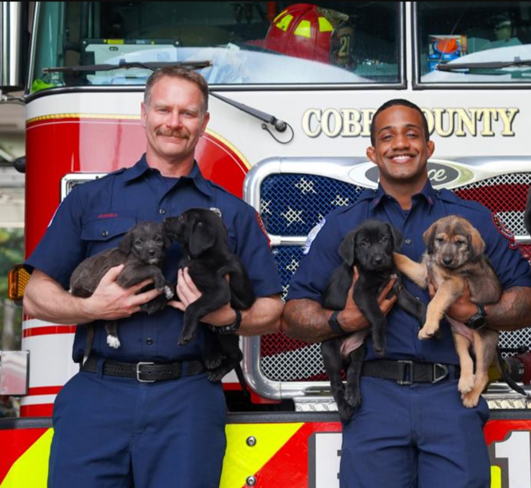 Two men wearing firefighter uniforms hold four puppies, one in each arm.