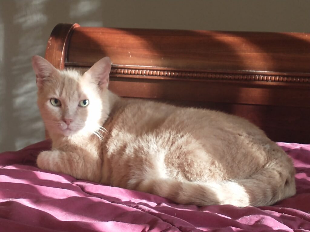 A cat rests on a bed. Filtered sunlight casts sunbeams and shadows