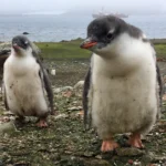 Looks like your basic penguin to me, but what do I know.