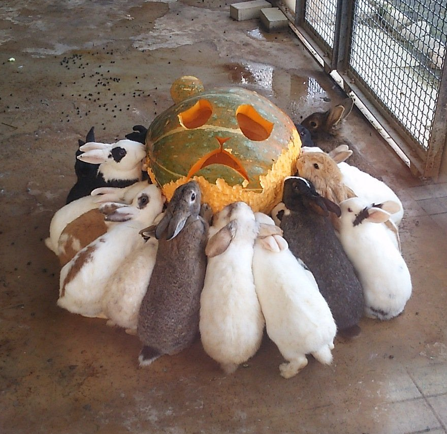a large group of rabbits crowds around a carved pumpkin, gnawing away at its exterior.