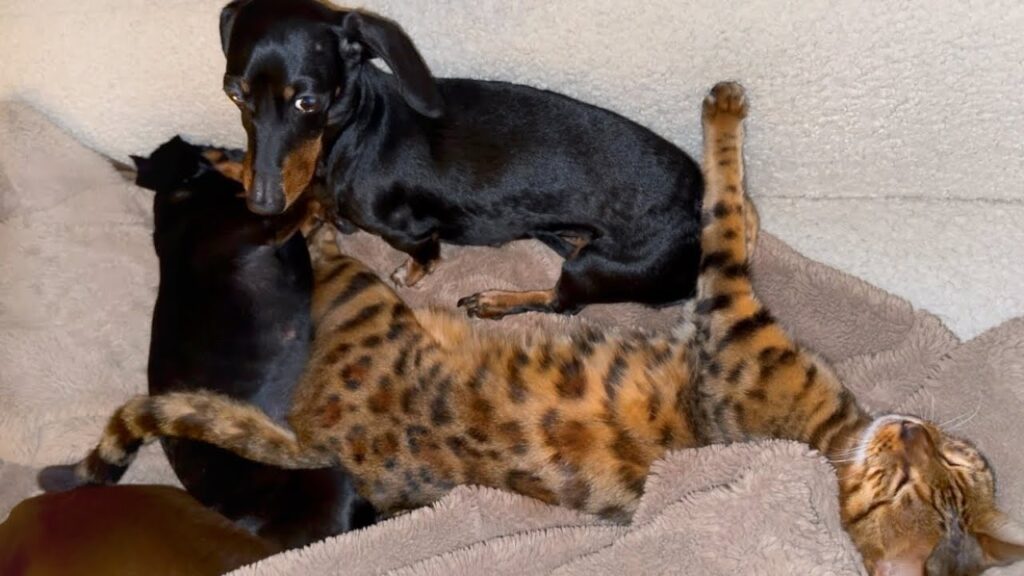 A striped cat lies with two dachshund dogs on a sofa.