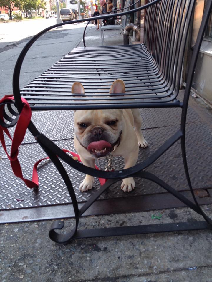 A French bulldog stands beneath a park bench. The dog's ears protrude between slats in the bench 