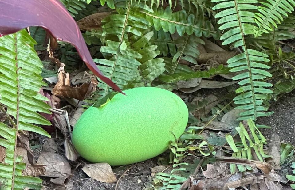 A bright green egg
