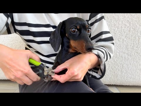 A dachshund dog sits in the lap of a woman, who is trimming the dog's nails. 