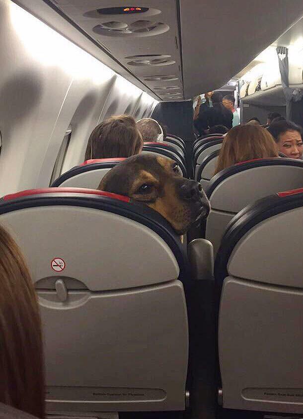 In a passenger airplane, a beagle dog turns in its seat and looks at you in the seat behind.