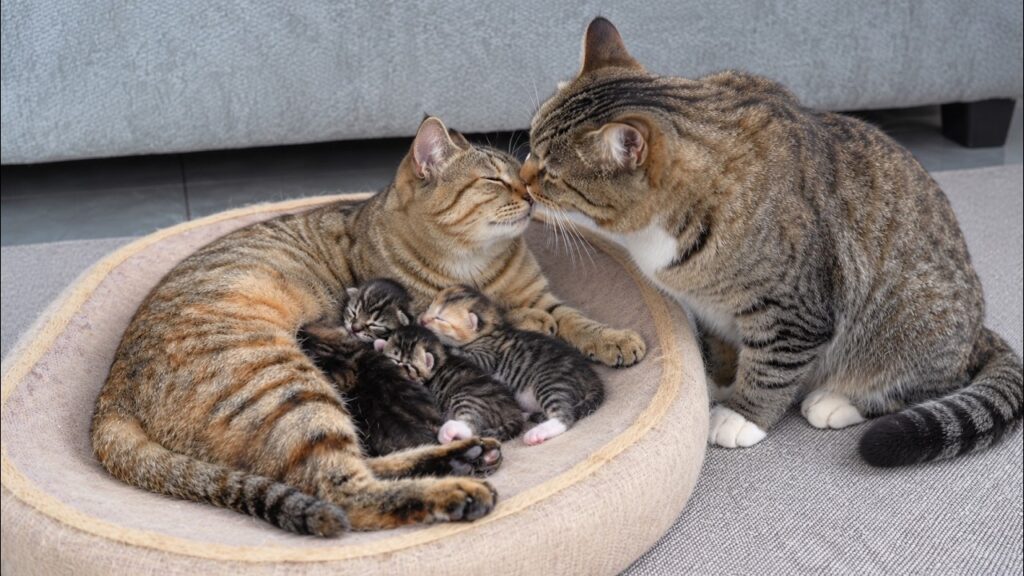 a male cat kisses a female cat on her nose as she lies in a round bed and nurses three kittens.